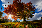 Sugar maple in fall colors.