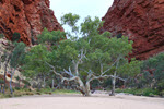 River red gum tree.