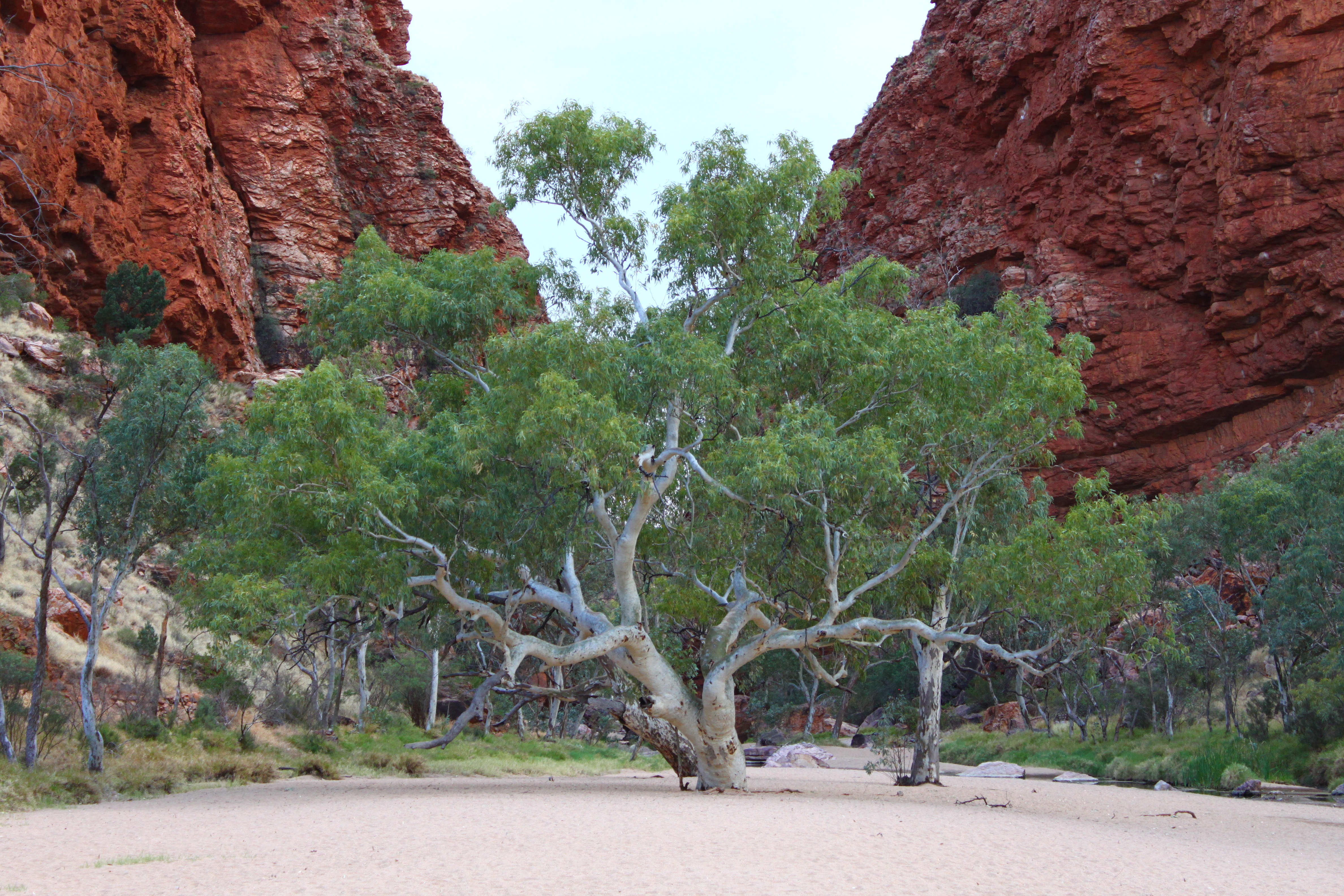 Red river gum tree.