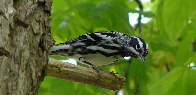 Male black and white warbler sitting on a tree branch.
