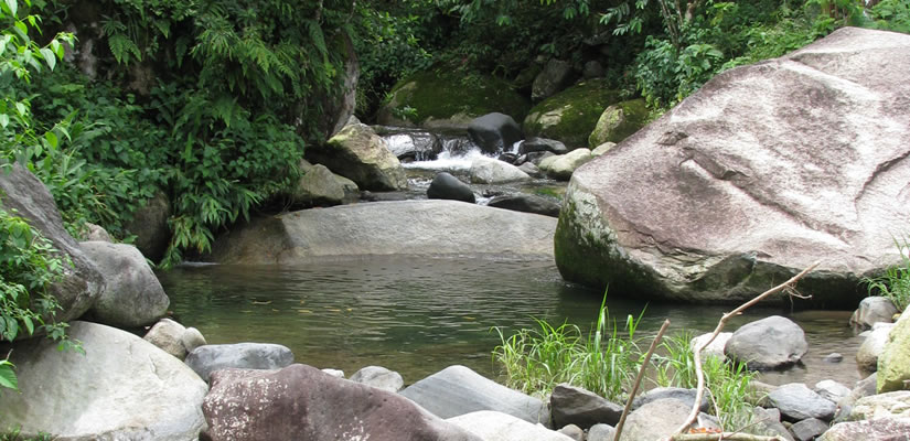 A forest stream.