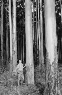 Man standing in a forest.