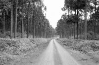 A forest road.