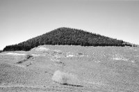 Forest on a mountain top.